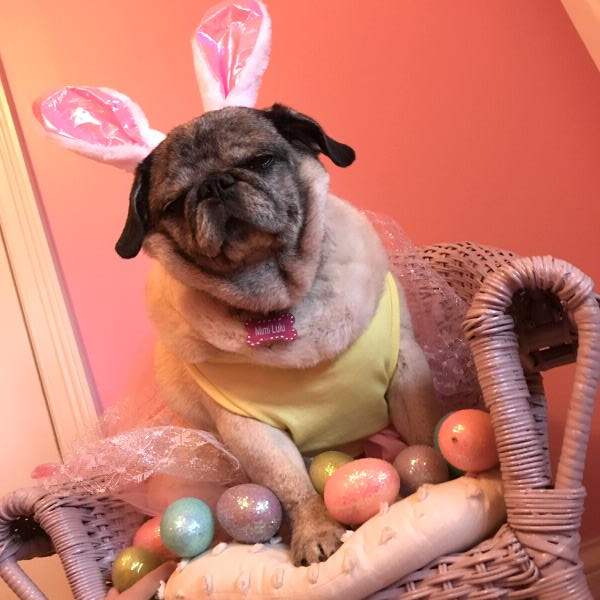 /images/uploads/pug nation rescue of los angeles/pugnation2021/entries/15434thumb.jpg